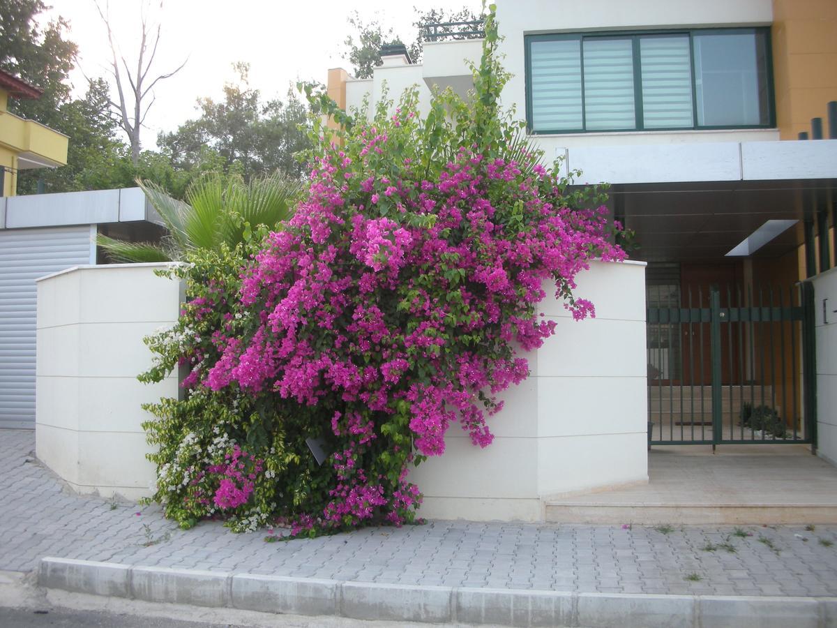 Villa Diva เกเมร์ ภายนอก รูปภาพ
